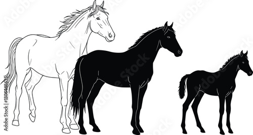 Horse growth icon set, silhouette adult horse and foal in side view, black and white illustration, animal, farm, nature, vector grid