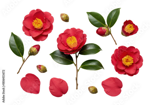Deep crimson japanese camellia flowers, buds, and foliage in a meticulous macro flat lay composition on a transparent background, showcasing texture and detail. Concept of perfection nature and