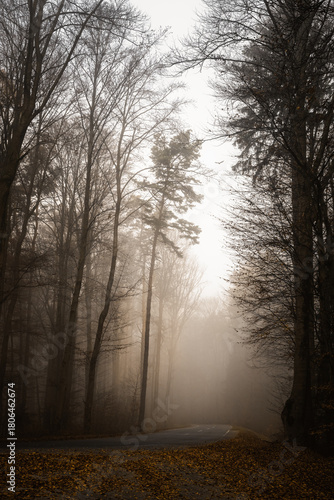 Trees in late autumn next to a road in mysty foggy mood