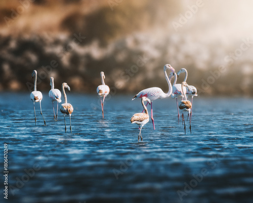 Flamingos in the Gruissan (Gruissan - France)