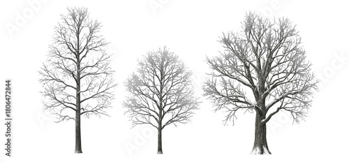 Set of Deciduous Bare Trees Without Leaves Isolated on White Background