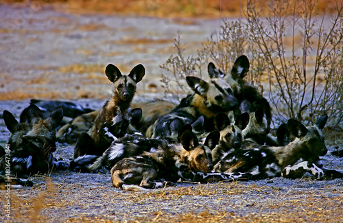 Wild dog pack