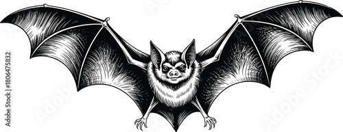 Detailed black and white engraving style bat illustration with open wings, vintage etching artwork, spooky Halloween animal design for decoration