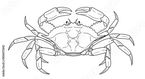 Detailed black and white line art illustration of a crab, viewed from the top to show its shell, claws, and legs in a realistic style.
