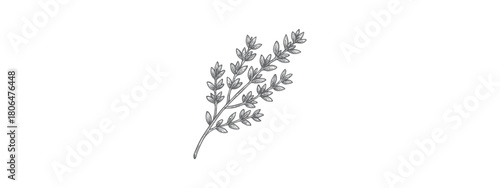 Fresh Thyme Herb Vector Drawing: Culinary Ingredient Branch Line Print