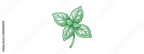 Fresh Basil Herb Vector Drawing: Culinary Ingredient Line Print