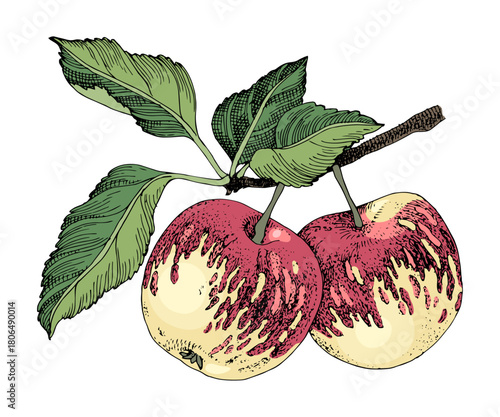 Apple tree branch with ripe fruits