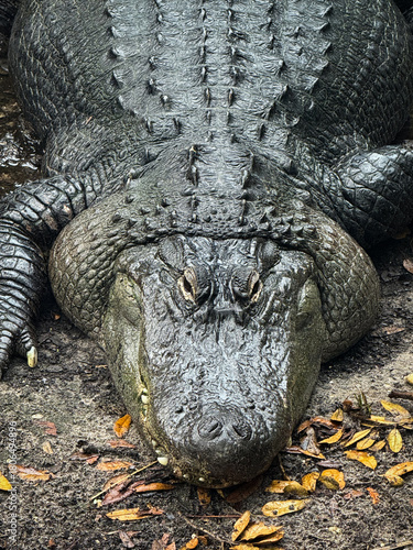 close up of a crocodile