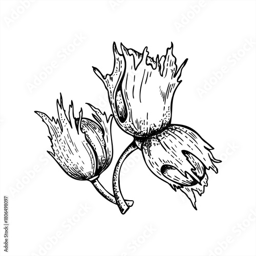 Three hazelnuts on stem bouquet monochrome vector illustration painted by black inks. Etching drawing of immature nuts in shell. Healthy nut pods for packaging, culinary recipe, product design.