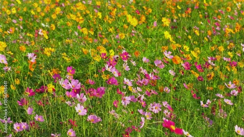 Colorful flower field swaying in the breeze—perfect for travel, nature escape, or relaxation video content. Slow-motion video for your project.