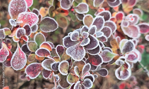 leaves covered with frost in the first autumn frosts, abstract natural background. green leaves of plants covered with frost, top view. Late autumn.