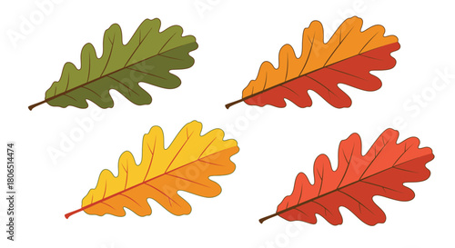 Four autumn oak leaves in varying shades of yellow green and red