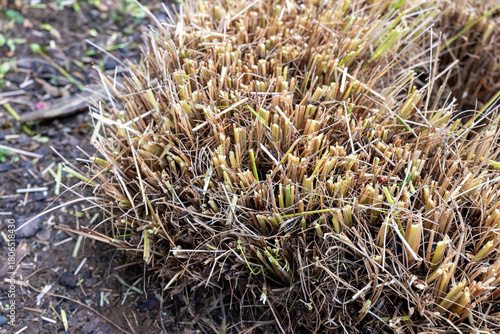 Cut-back Pennisetum alopecuroides fountain grass showing short trimmed stems after autumn pruning in a garden.
