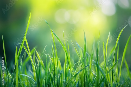 Lush Green Grass Blades with Dew in a Sunlit Meadow Environment