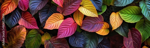 Colorful Leaves Arrangement with Vibrant Textures and Patterns