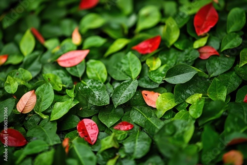 Close-Up of Vibrant Green and Red Leaves on a Lush Plant Surface