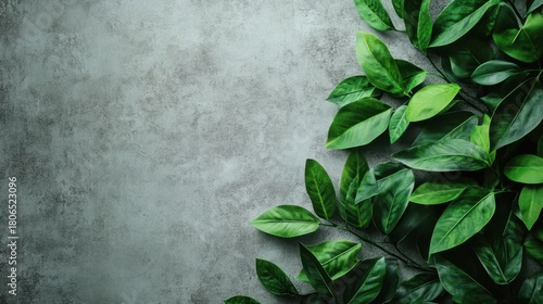 Green Leaves on Textured Gray Background for Natural Aesthetics