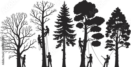Silhouette of arborists climbing and trimming different trees, professional tree workers using ropes and gear, black and white vector illustration