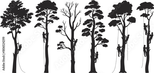 Silhouette of arborists climbing tall trees with ropes and safety gear, black and white vector illustration of forestry workers