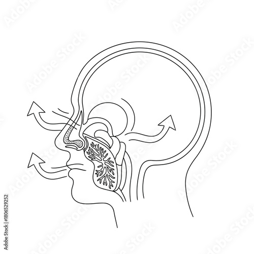 Illustration of the human respiratory system showing the nasal passages, sinuses, and airflow isolated on