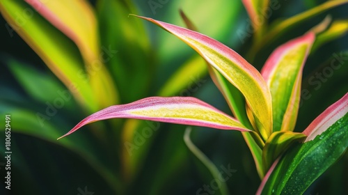 Vibrant Close-up of Colorful Tropical Plant Leaves in Natural Light