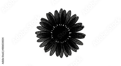Monochrome floral display with textured petals against bright backdrop design element