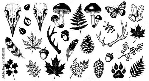 Forest elements hand drawn illustration