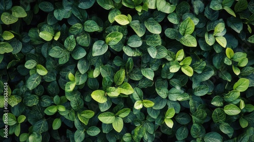 Lush Green Leaves Background for Nature and Wellness Themes