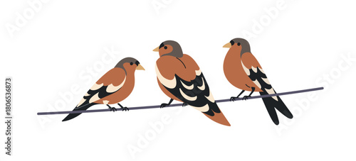 Birds perched on wire, electric cable. Eurasian chaffinch family sitting, clinging together on power line, string. Wild avian group, fauna. Flat vector illustration isolated on white background