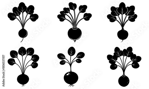 Fresh beet root variations for healthy recipes and farm fresh produce concepts, adding organic flair and natural goodness to your designs, vector art
