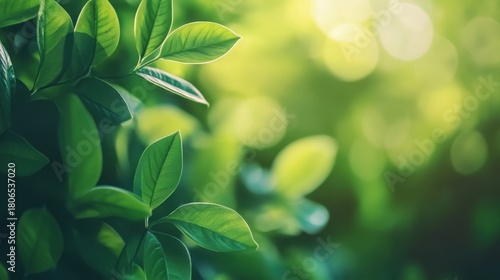 Lush Green Leaves with Soft Light and Bokeh Background Effect