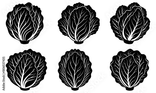 Illustration of six napa cabbage heads in black and white with detailed leaf venation and compact shapes