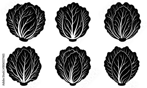 Illustration of six napa cabbages arranged in two rows with detailed leaf vein patterns in black and white