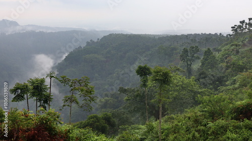 Lush green forest covers rolling hills under a hazy sky, creating a serene and peaceful natural landscape in the mountains of Bangladesh.