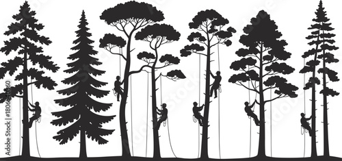 Silhouettes of arborists climbing tall trees with ropes and harnesses in forest illustration showing professional tree work