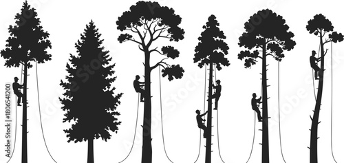 Silhouettes of arborists climbing tall trees with ropes and harnesses in forest illustration showing professional tree work