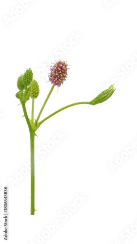 Time lapse of growing and blooming Mimosa plant on white background, vertical orientation