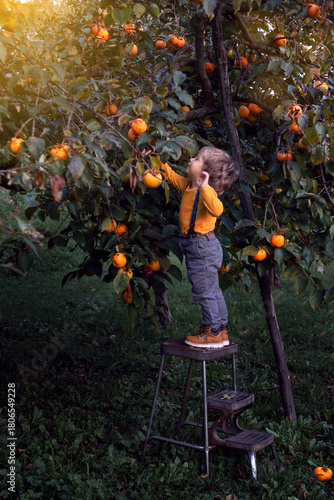 A child picks fruits from a tree