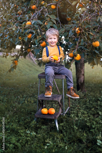 A child picks fruits from a tree