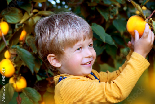 A child picks fruits from a tree