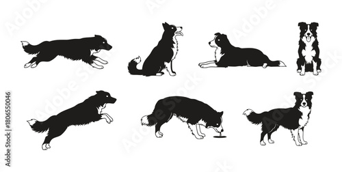 Border Collie Dog Black and White Vector Silhouettes: Set of Icons of a Sheepdog in Various Poses Including Running, Sitting, and Resting