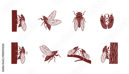 Cicada Insect Vector Silhouettes: Set of Brown Icons in Various Poses Including Climbing Tree Bark, Flying, and Mating