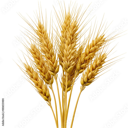 A bunch of golden ripe wheat ears with detailed grains isolated against a clean white background.