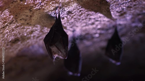 Close-up of small sleeping lesser horseshoe bat group covered by wings hanging upside down on cold arched brick cellar ceiling top shaking woke after hibernation.