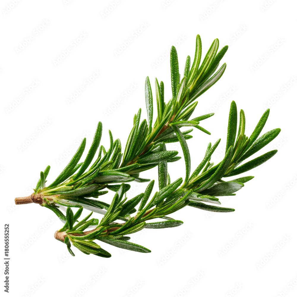 Fototapeta premium Fresh rosemary sprigs providing aromatic seasoning for cooking, transparent background