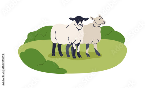 Sheep in countryside field. Ewes, domestic animals outdoors on grass meadow in rural nature. Free-range farm livestock in country pasture. Flat vector illustration isolated on white background