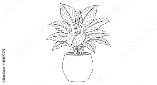 Peace lily plant in pot outline drawing vector illustration