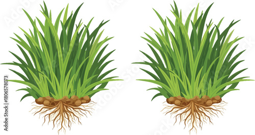 Two clumps of green grass with visible roots and brown soil