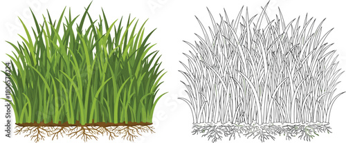 Fresh green grass and its sketched outline with visible root systems