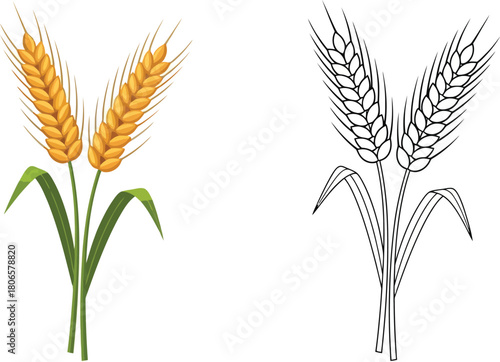 Golden wheat stalks in color and monochrome a botanical illustration